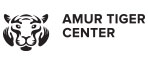Amur Tiger